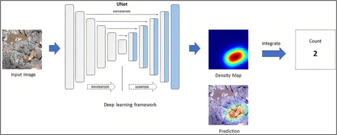 Diagram of the U-Net pipeline producing density maps and counts.